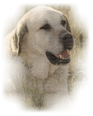 tube chien - Free PNG