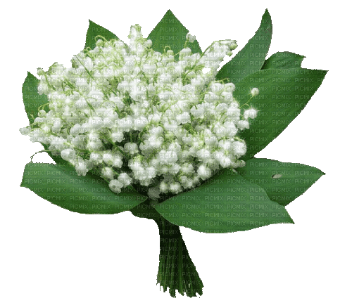 Lily of the valley. Animated. Flower. Leila - Gratis animerad GIF