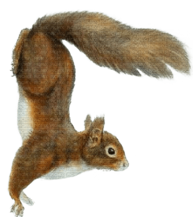 Eichhörnchen, squirrel - zdarma png