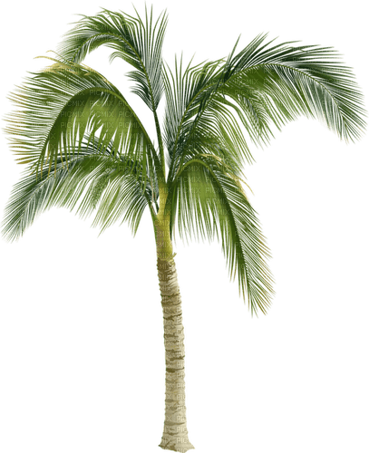 Palm Tree.Green.Brown - kostenlos png