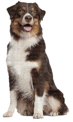 Kaz_Creations Dogs Dog - kostenlos png