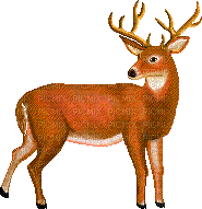Deer - Δωρεάν κινούμενο GIF