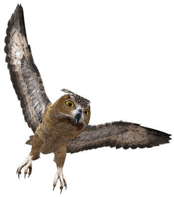 Kaz_Creations Owls Owl Birds Bird - zdarma png