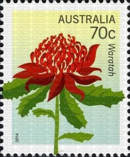 Australian native flowers bp - png gratis
