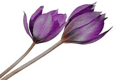 tulipe.Cheyenne63 - PNG gratuit