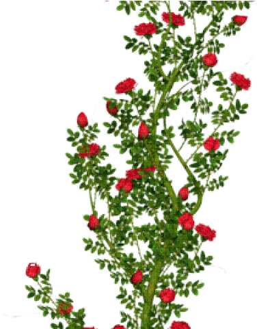 red roses vine - zadarmo png