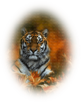 tube tigre - png grátis