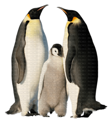 pinguino - ingyenes png