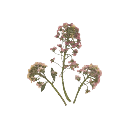 pressed flowers - ilmainen png