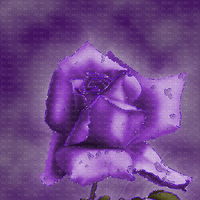 rose violette - GIF animado gratis