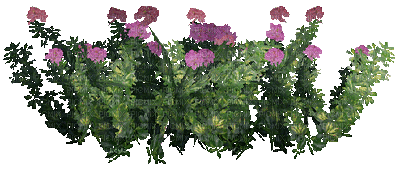 flowers - Nitsa 3 - Nemokamas animacinis gif