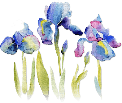 soave deco flowers iris purple blue green - png gratuito