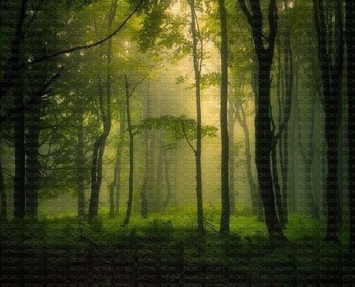 bg-landskap-skog----landscape-forest - png gratis
