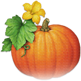 soave deco autumn thanksgiving pumpkin flowers - PNG gratuit