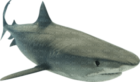 Kaz_Creations Shark - zdarma png