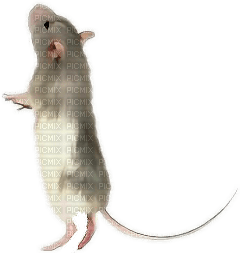 Muis/Rat - nemokama png
