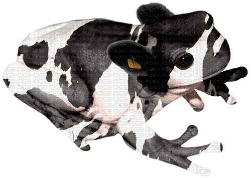 cow frog cute farm animal - png gratuito
