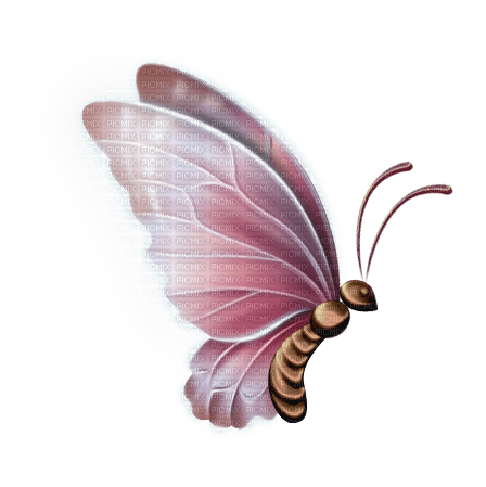 Schmetterling butterfly - ingyenes png