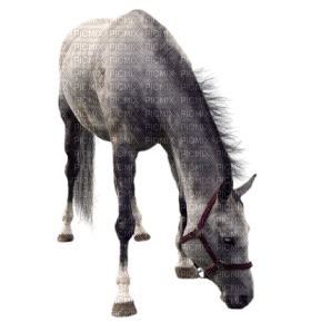 Kaz_Creations Horse - nemokama png
