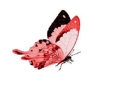 Butterfly, Butterflies, Red - Jitter.Bug.Girl - Бесплатный анимированный гифка