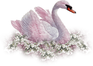 Kaz_Creations Swans Swan Birds - zadarmo png