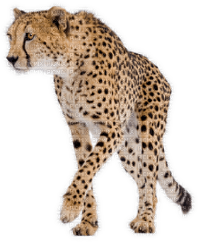 Kaz_Creations Cheetah - nemokama png