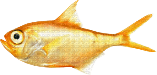 Fish.Gold.Orange - Free PNG