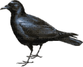madár - PNG gratuit