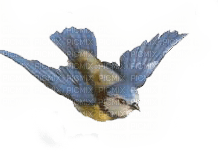 birds katrin - kostenlos png