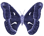Butterfly, Butterflies, Insect, Insects, Deco, Purple, GIF - Jitter.Bug.Girl - Ilmainen animoitu GIF
