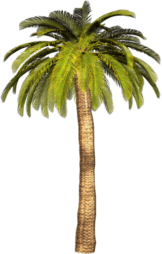 palm by nataliplus - png grátis