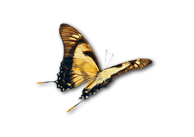 papillon marron.Cheyenne63 - Free PNG