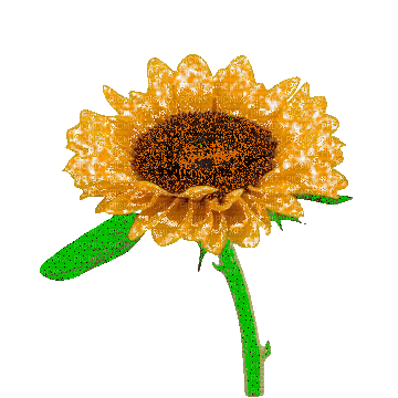 sunflower - GIF animado grátis