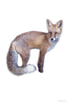 fox - png gratuito