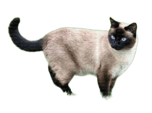 charmille _ animaux _ chat - 免费PNG