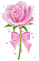 A Single Pink Rose - Free animated GIF