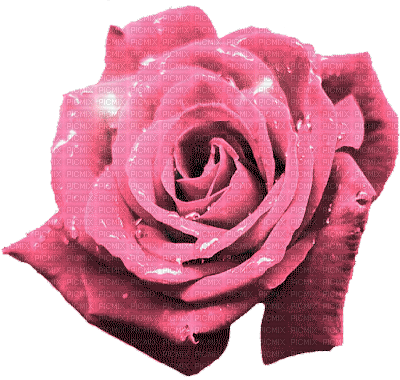 Rose - Безплатен анимиран GIF