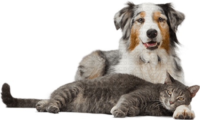 Kaz_Creations Dog Pup Dogs 🐶Cat Kitten - Free PNG