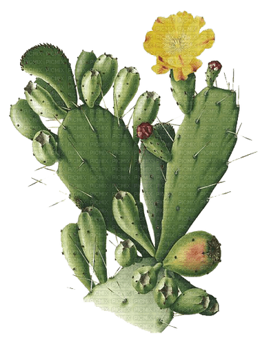 cactus sunshine3 - png gratis