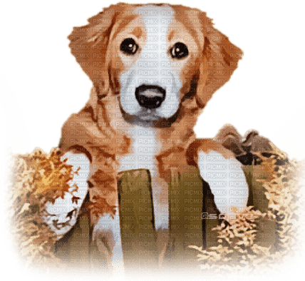 soave dog animals autumn fence  brown orange - PNG gratuit