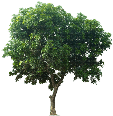 tree baum bush busch - darmowe png
