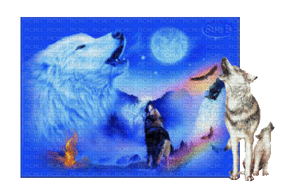 loups blancs - 免费动画 GIF