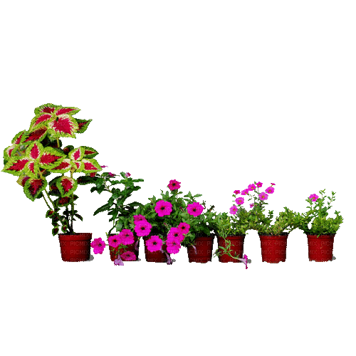 Maceta de flores - GIF animado gratis