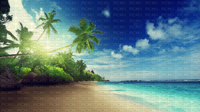 pláž,palmy - gratis png