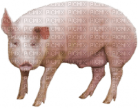 pig - бесплатно png