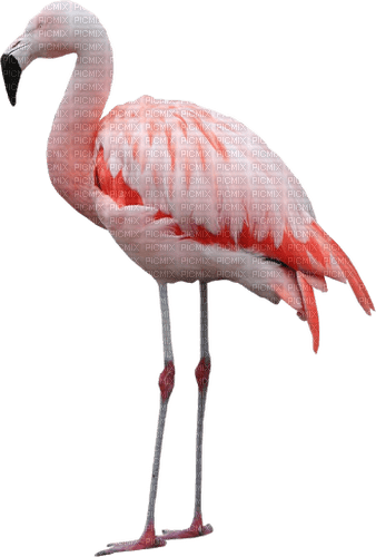 Animaux - Free PNG