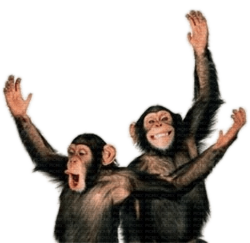 Zwei Affen - bezmaksas png