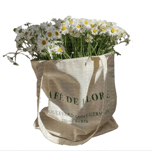 Daisies.Fleurs.Flowers.Spring.Victoriabea - Free PNG