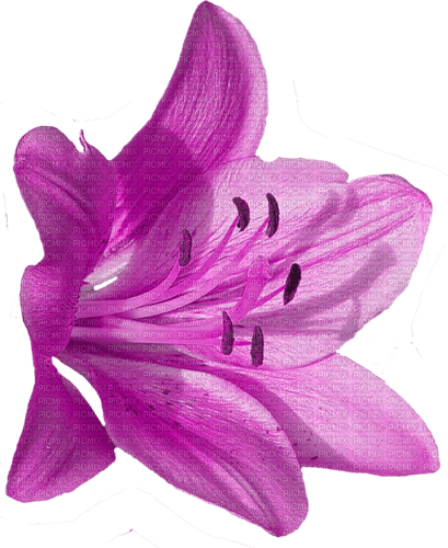 blume flowers - nemokama png
