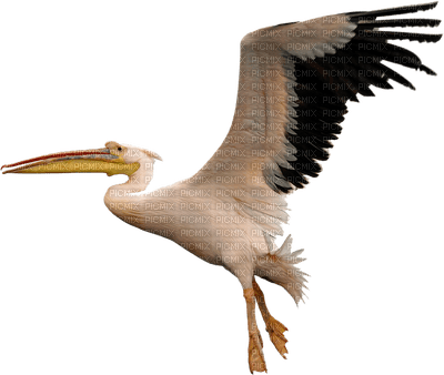 Birds bp - Free PNG